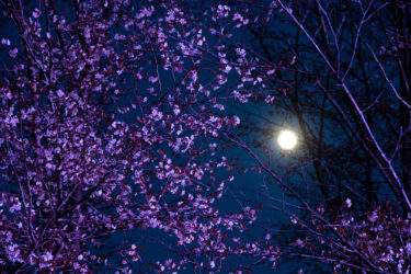 【天秤座満月・ピンクムーンのスピリチュアルメッセージ】2023年4月6日