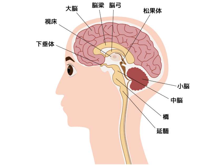 【ライトコンジャンクション】都央脛骨を振動させ、脳下垂体・視床下部・松果体を活性化させる