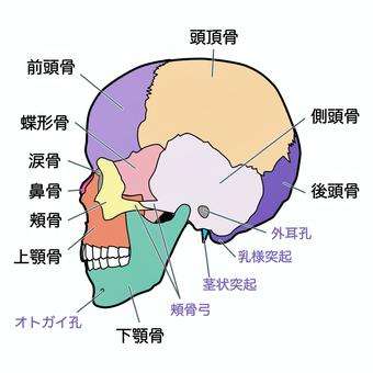 【ライトコンジャンクション】蝶形骨の振動を上げ、脳下垂体・視床下部・松果体を活性化させる