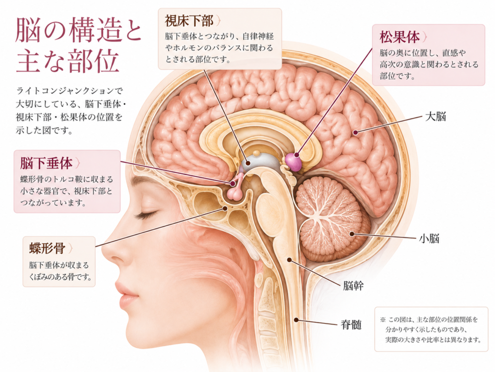 脳下垂体・視床下部・松果体などの位置関係を示す図